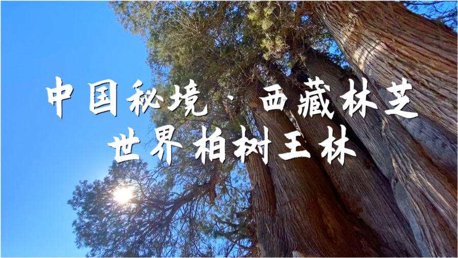 可爱宝宝大作战